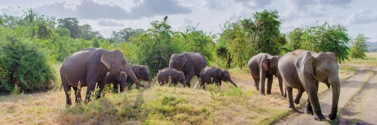 Exclusively for Solo Travelers - Sri Lanka - Pearl of the Indian Ocean with Beruwala Beach Extension